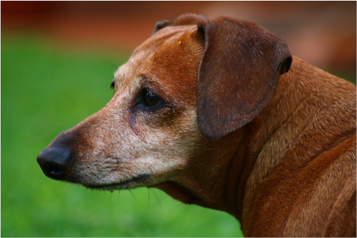 A vivid close-up shot of Bella the Dachshund's head.