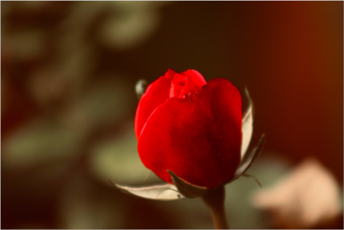 A macro-photograph of a red rose.